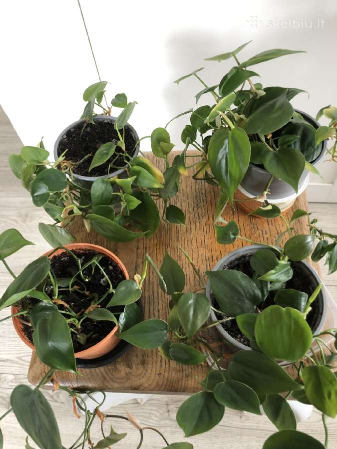Philodendroon Scandens