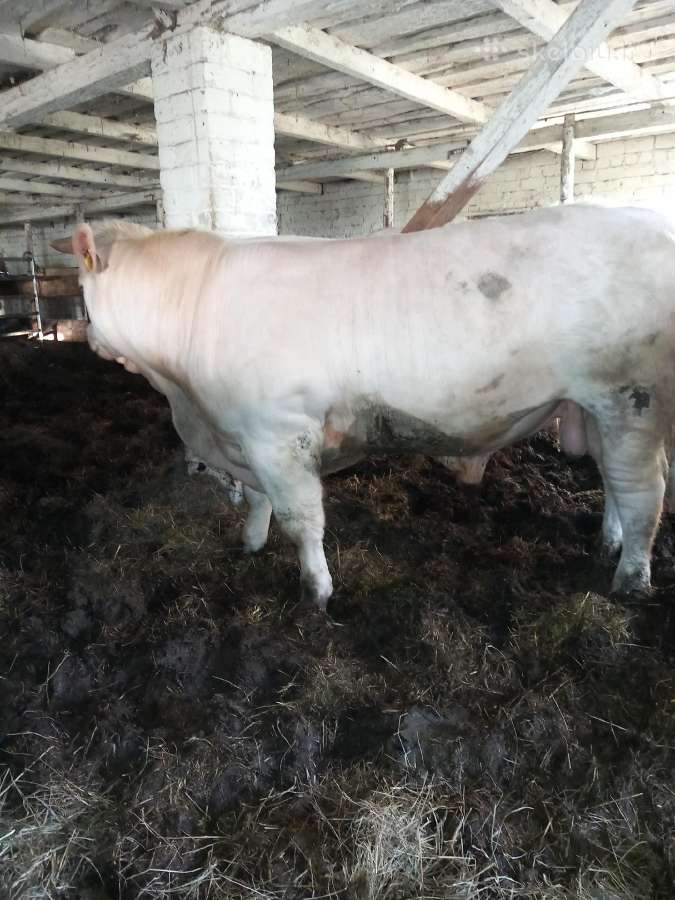 Puiki ivesticija i bandos didinima 600kg - nuotraukos Nr. 2
