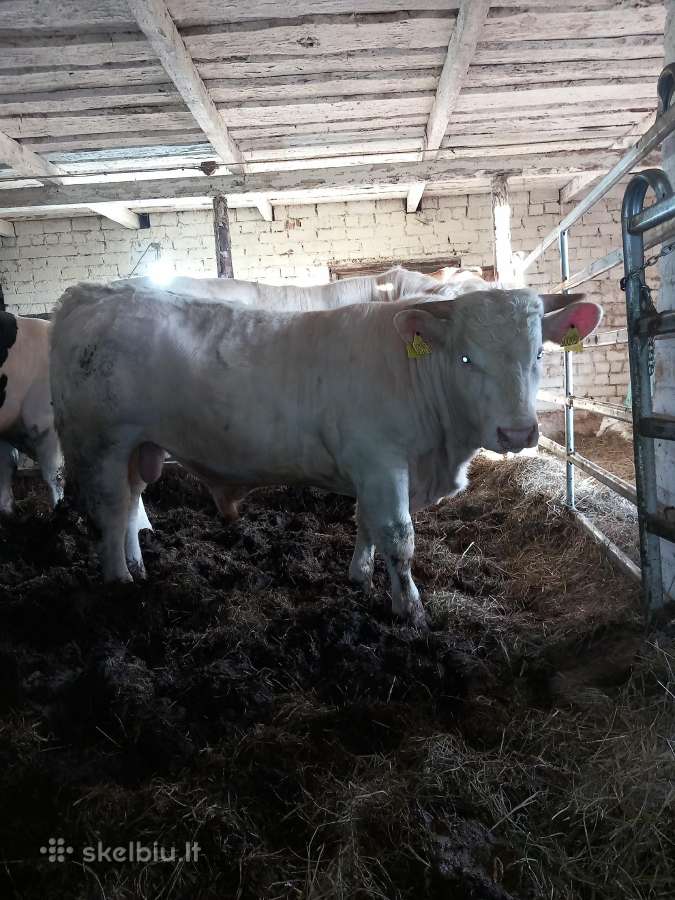 Puiki ivesticija i bandos didinima 600kg - nuotraukos Nr. 3