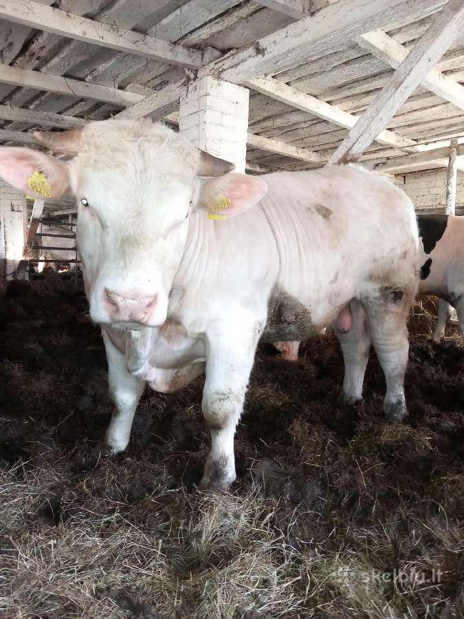 Puiki ivesticija i bandos didinima 600kg - nuotraukos Nr. 4