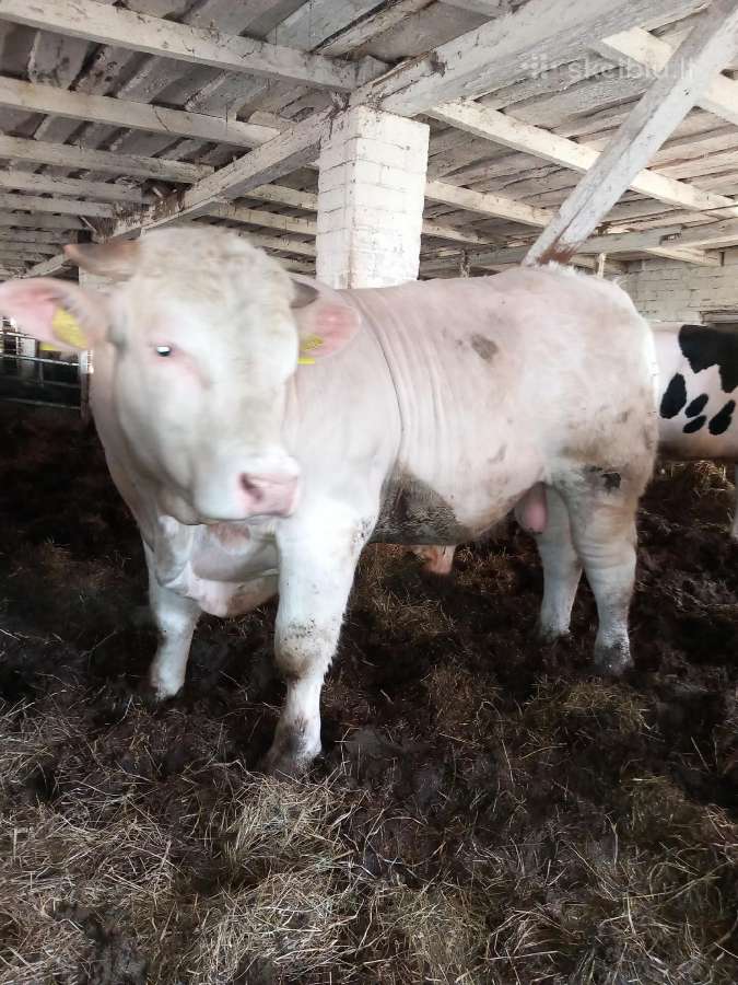 Puiki ivesticija i bandos didinima 600kg - nuotraukos Nr. 5