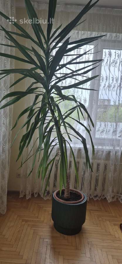 Parduodu juką, 2m,30 cm, tinka ofisui.