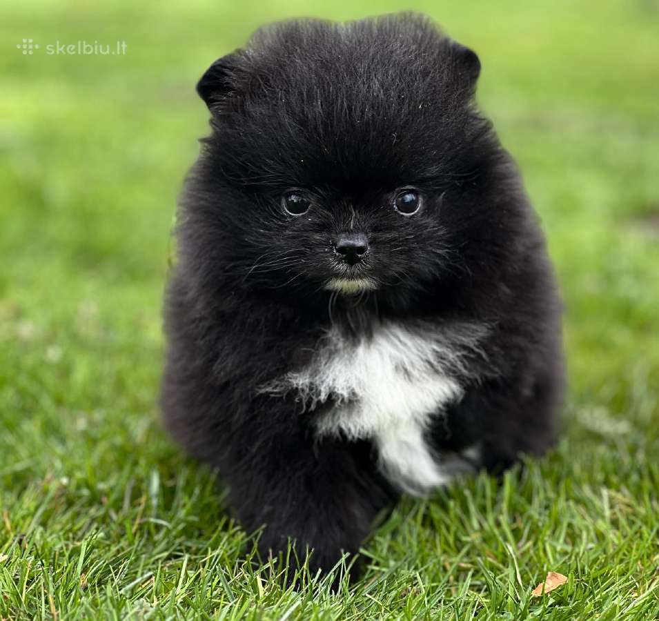 Super mini pomeranų kalytė