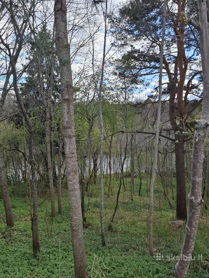 Sodas prie Ventos upės, Mažeikių,kurmaičiuose