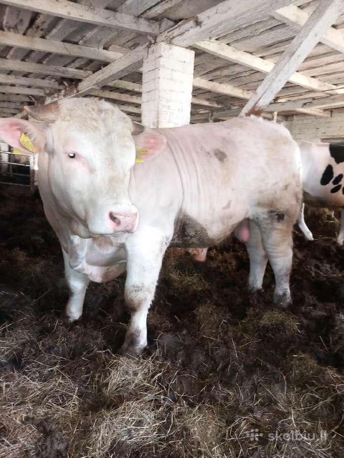 Puiki ivesticija i bandos didinima 600kg - nuotraukos Nr. 6