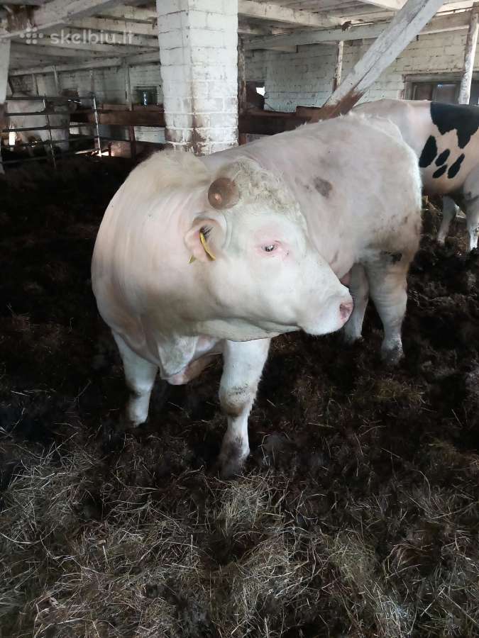 Puiki ivesticija i bandos didinima 600kg - nuotraukos Nr. 7