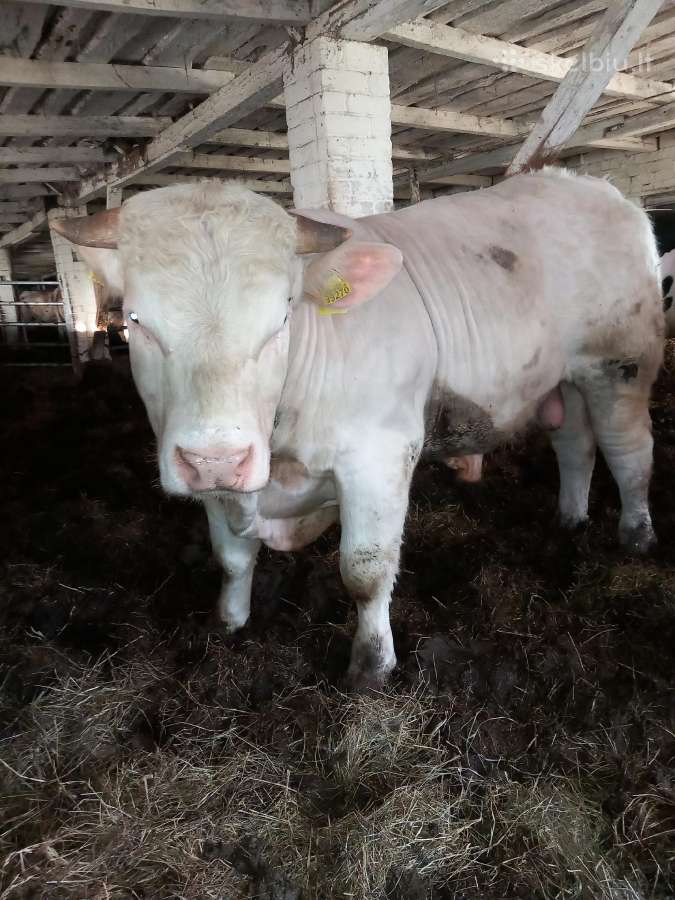 Puiki ivesticija i bandos didinima 600kg - nuotraukos Nr. 8