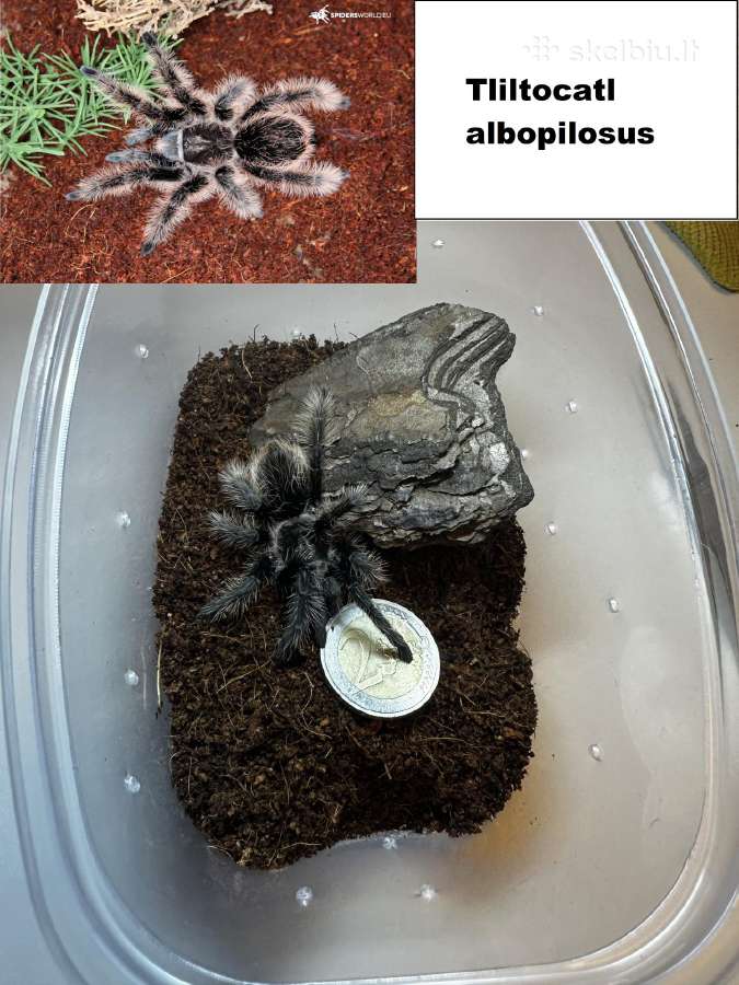 Įvairūs Tarantulai + skorpionas + šimtakojis - nuotraukos Nr. 2