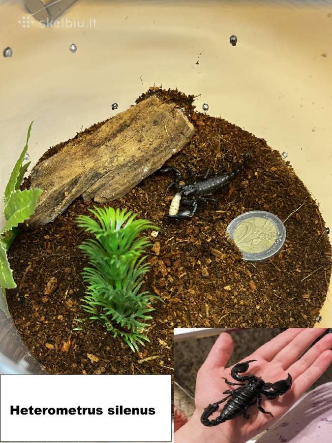 Įvairūs Tarantulai + skorpionas + šimtakojis - nuotraukos Nr. 3