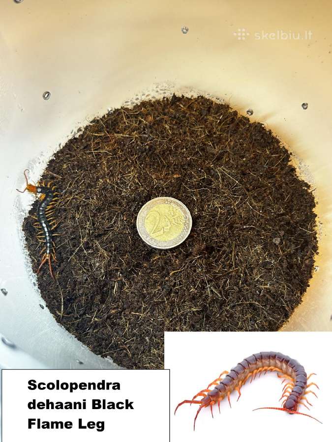 Įvairūs Tarantulai + skorpionas + šimtakojis - nuotraukos Nr. 4