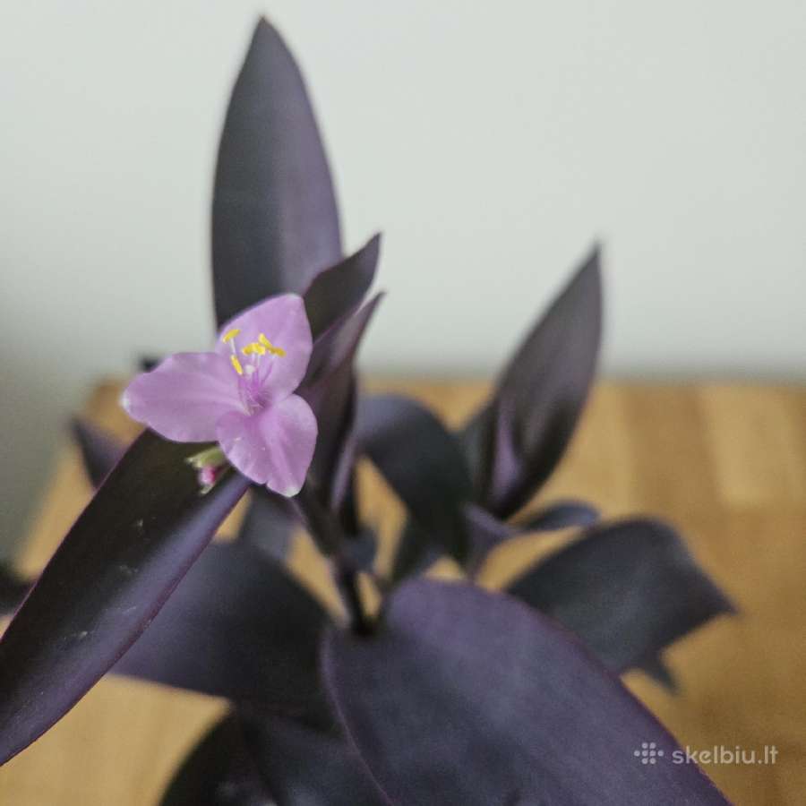 Tradescantia Purple