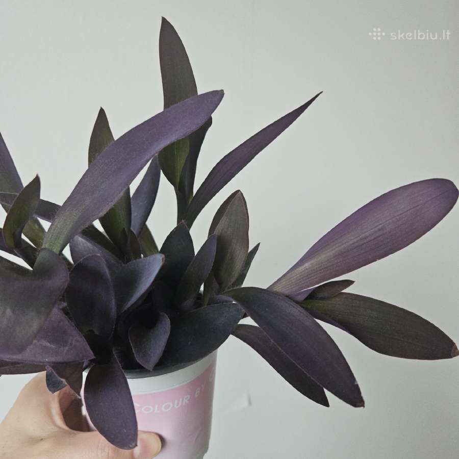Tradescantia Purple - nuotraukos Nr. 2