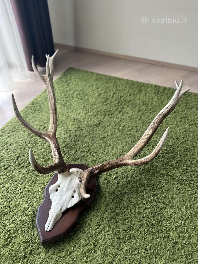 Trofėjiniai elnio ragai su kaukole - nuotraukos Nr. 3
