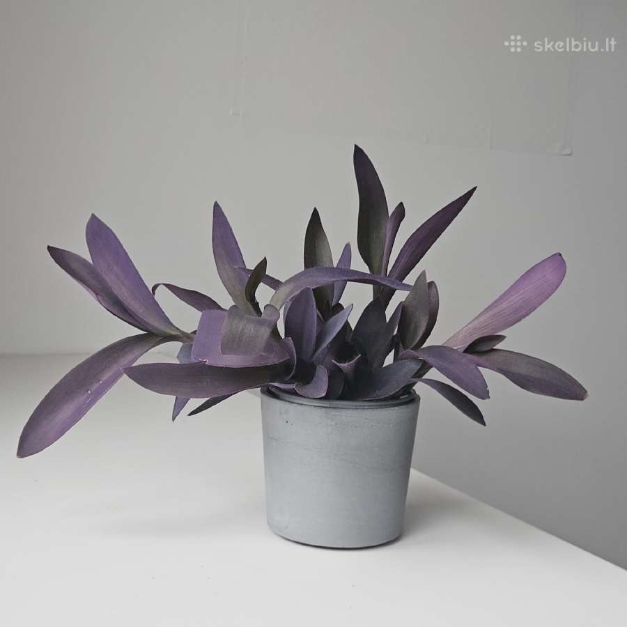 Tradescantia Purple