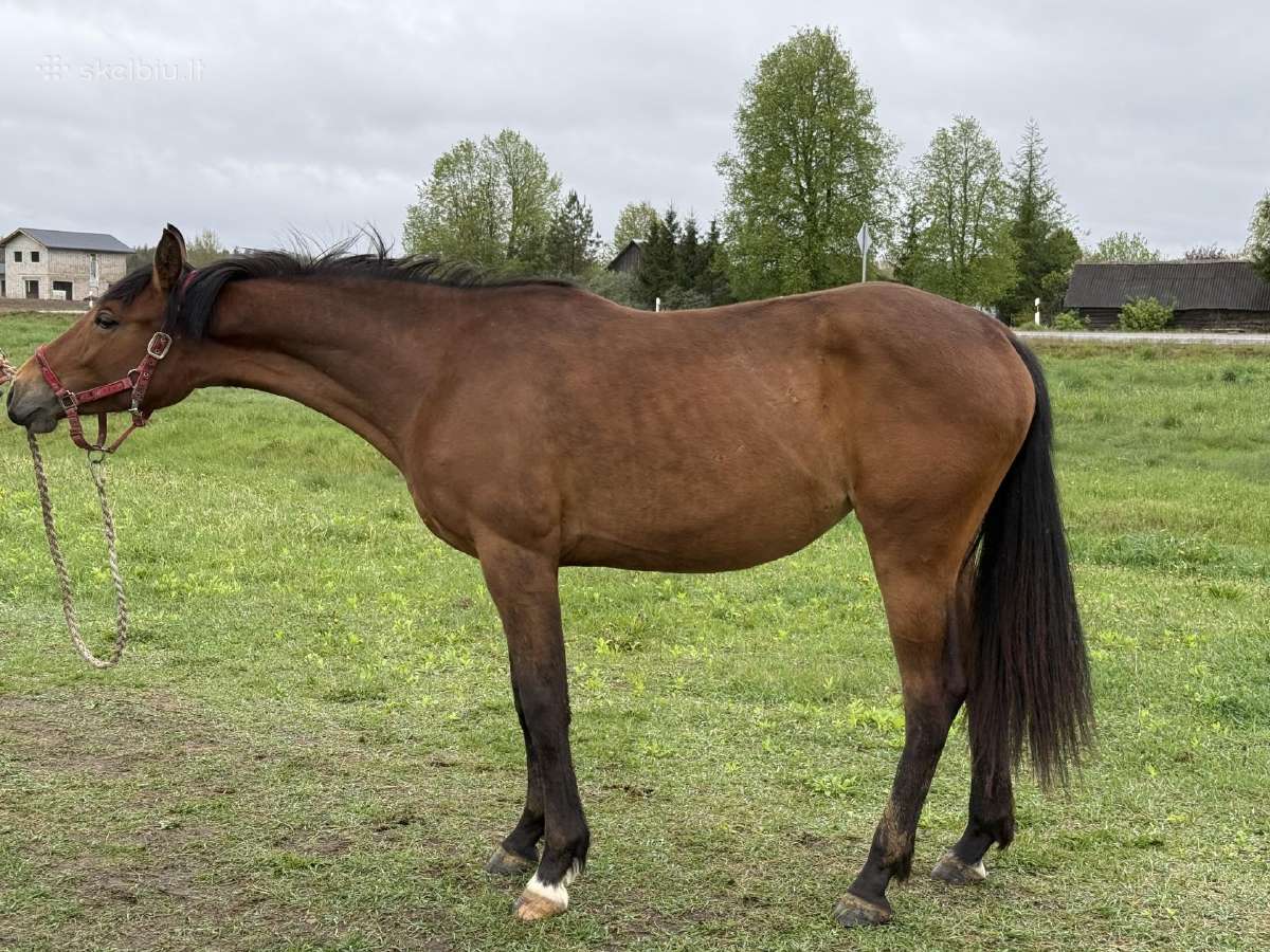2 m sportinė kumelė - nuotraukos Nr. 5