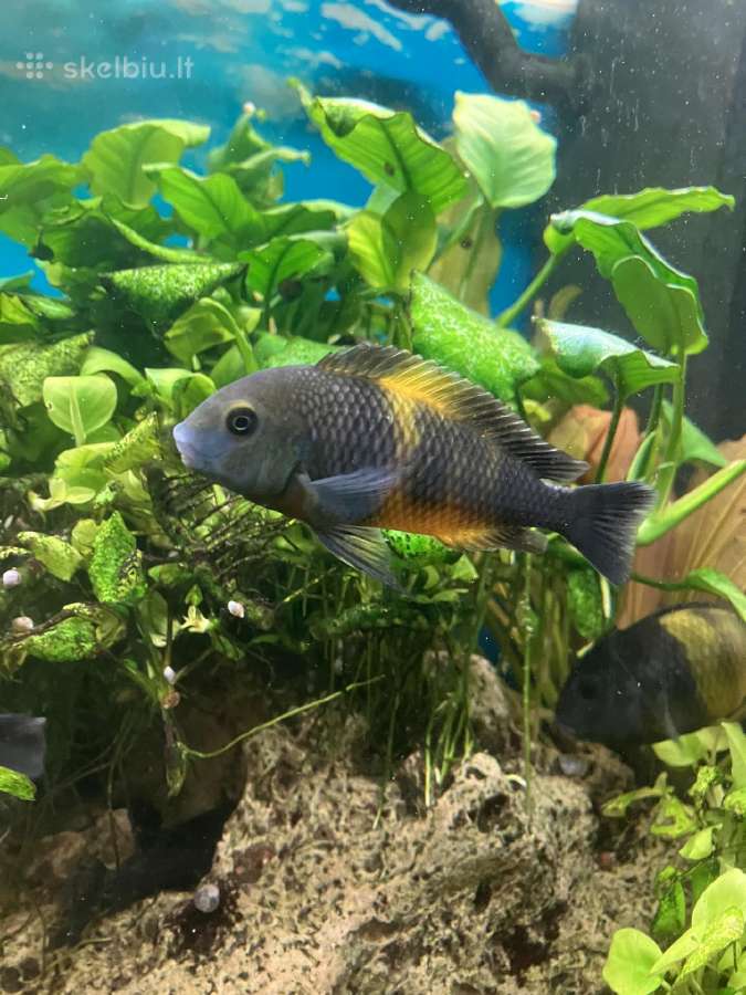 Tropheus