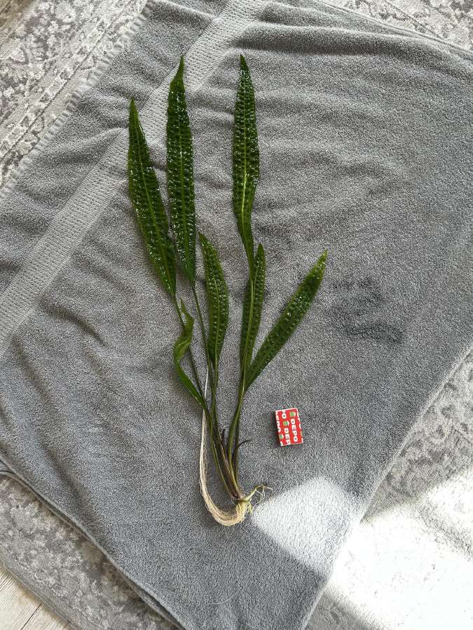 Cryptocoryne