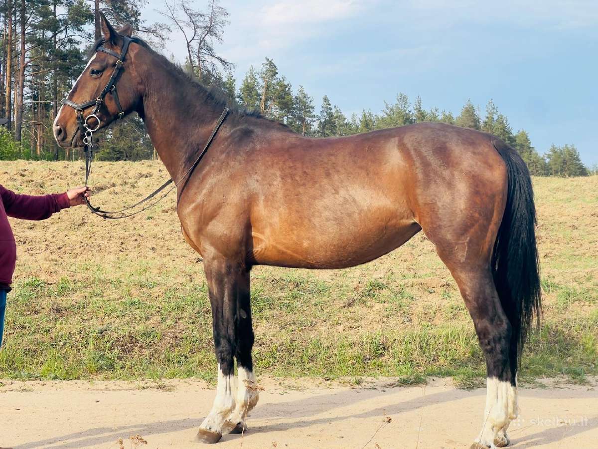 Parduodami žirgai - nuotraukos Nr. 7