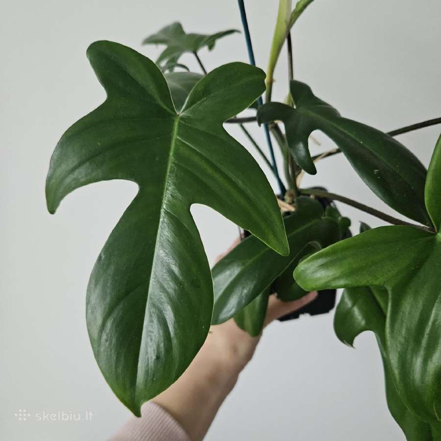 Philodendron Florida Green (s/m)
