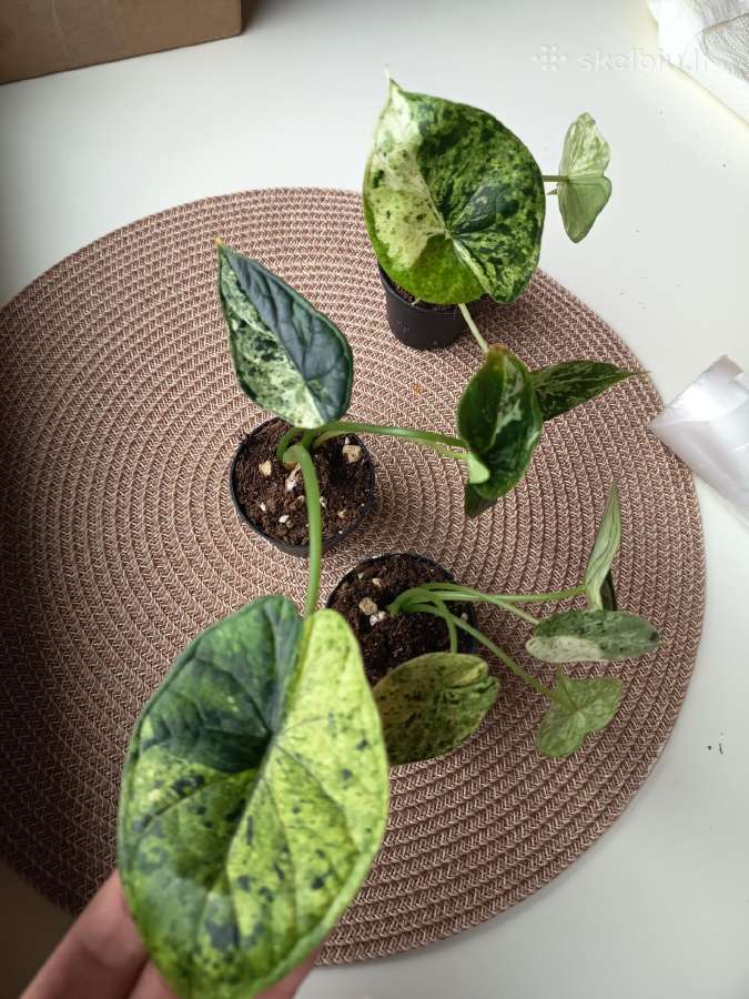 Alokazija dragon scale mint