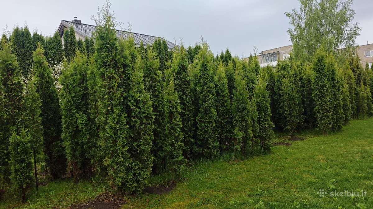 Išpardavimas ! Kolonines tujos Columna