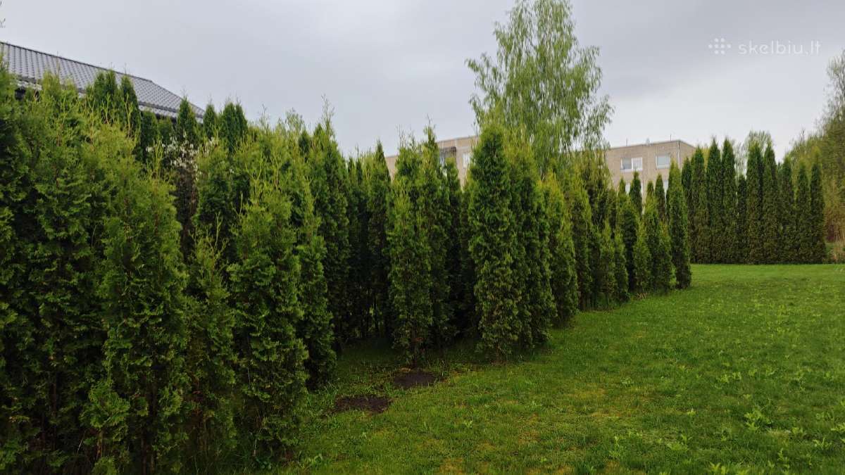 Išpardavimas ! Kolonines tujos Columna - nuotraukos Nr. 2