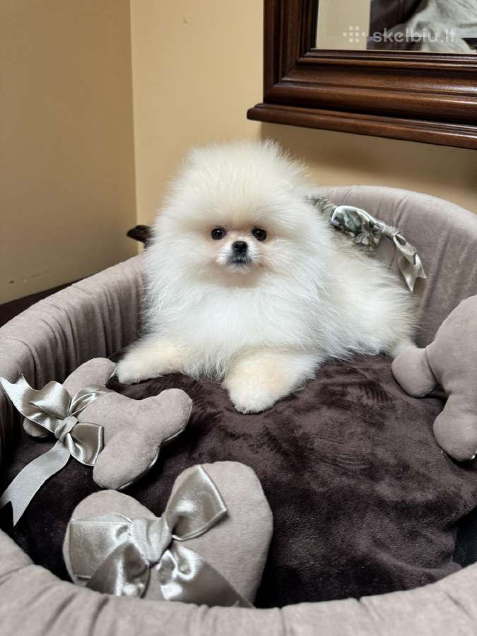 Pomeraniukijos špiciukė