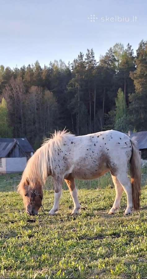 Poni kumelaitės - nuotraukos Nr. 6