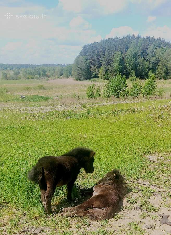 Poni kumelaitės - nuotraukos Nr. 9