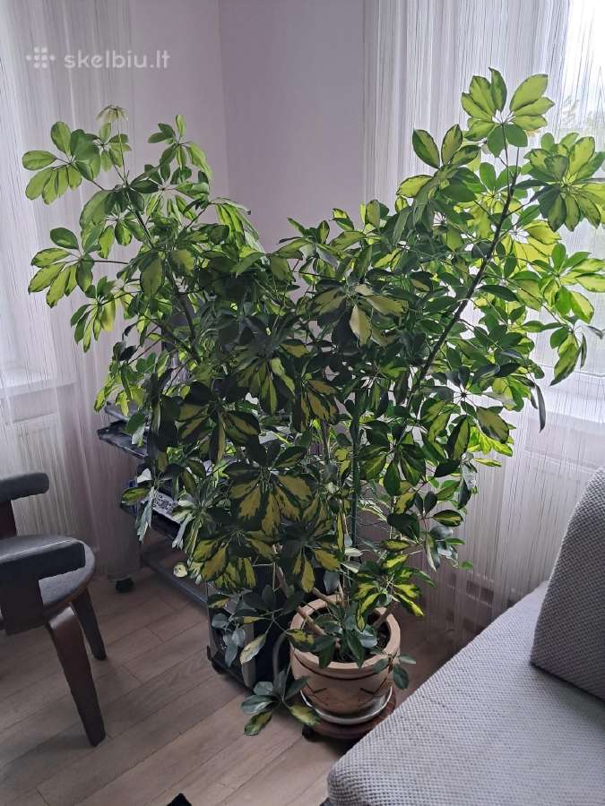 Parduodama graži šeflera