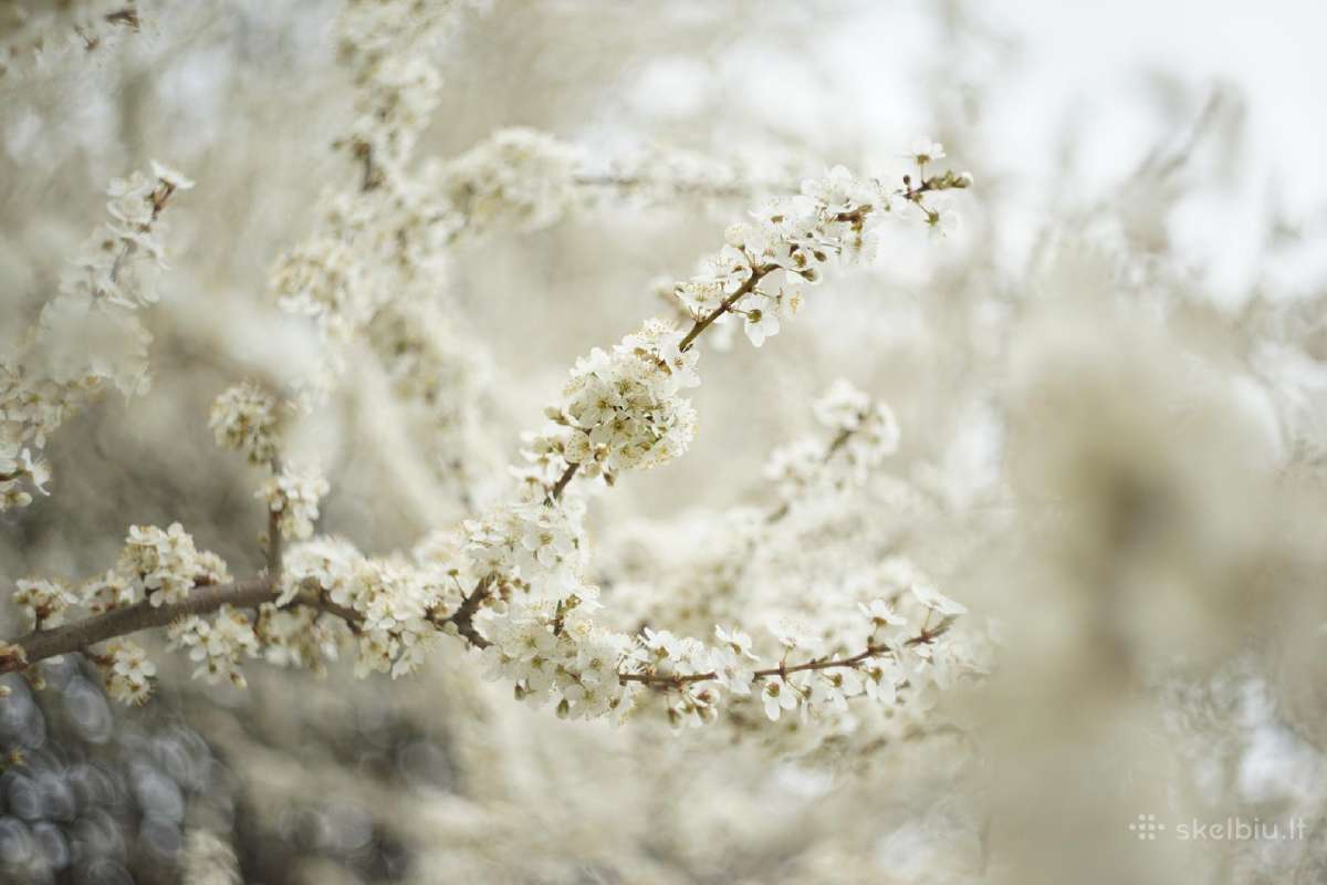 Sony a7ii ir/arba Fe 28-70mm f/3.5-5.6 objektyvas - nuotraukos Nr. 15