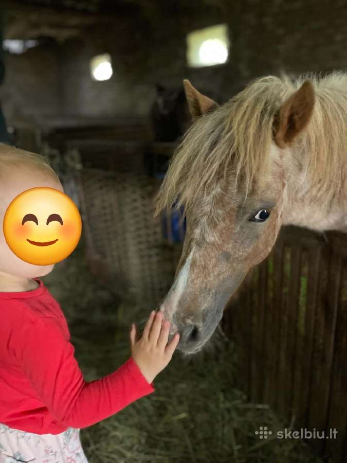 Poni kumelaitės - nuotraukos Nr. 5