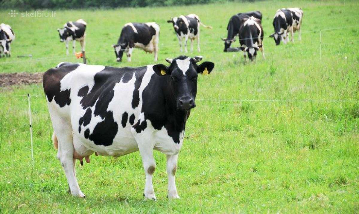 Reikalinga melžėja nedideliam šeimos ūkį