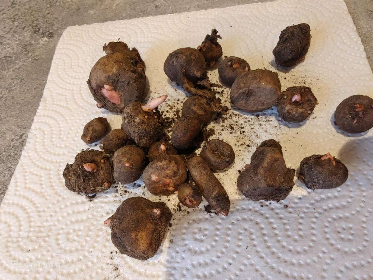 Parduodu amorfofalo gumbelius