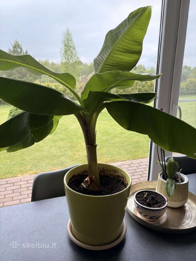 Tikras bananas