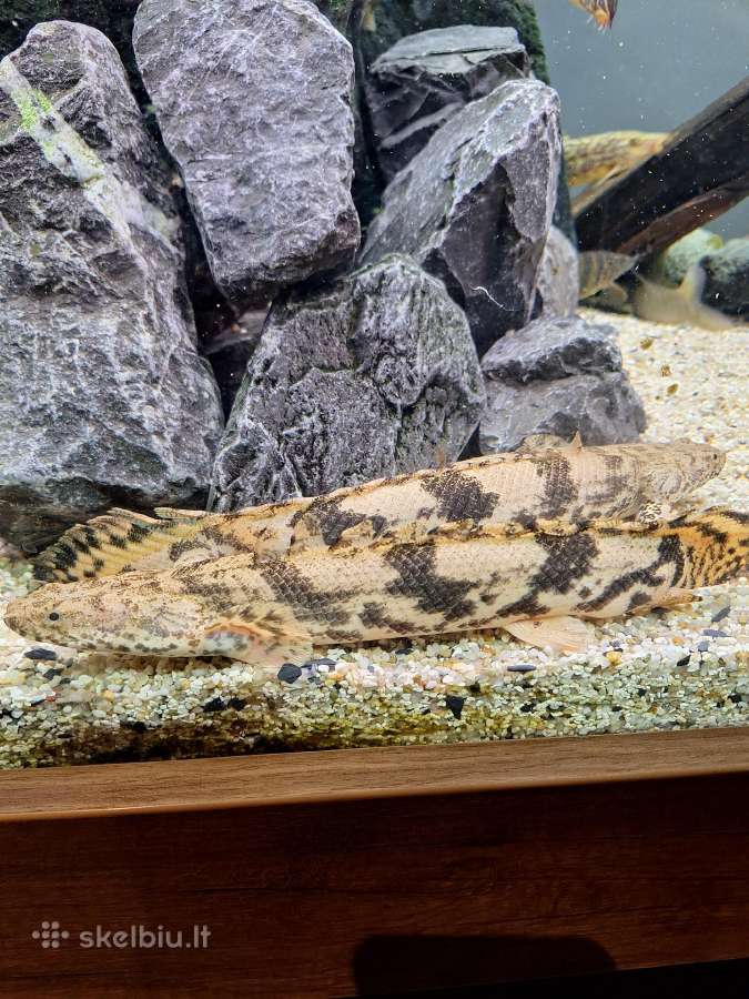 Polypterus endlicheri ir ornatipinnis