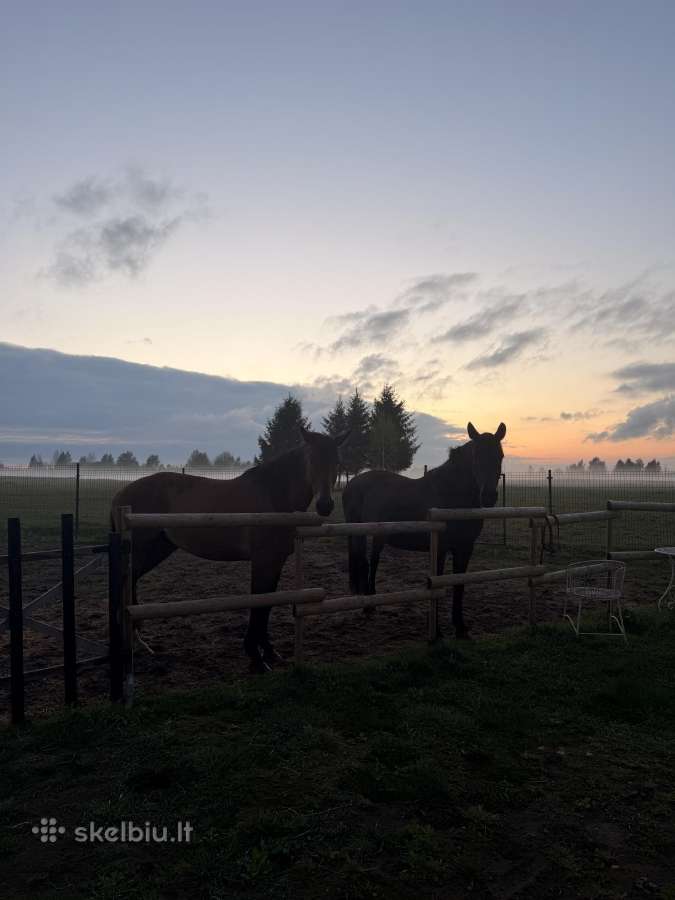 Arkliai/źmžirgai