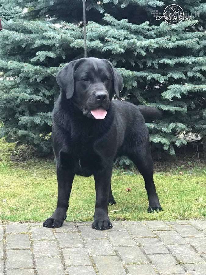 Labradoro retriverių šuniukai - nuotraukos Nr. 5