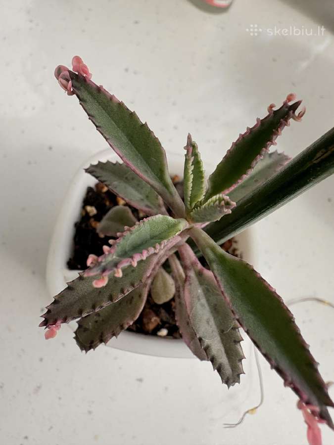 Kalanchoe serrata variegata - nuotraukos Nr. 2