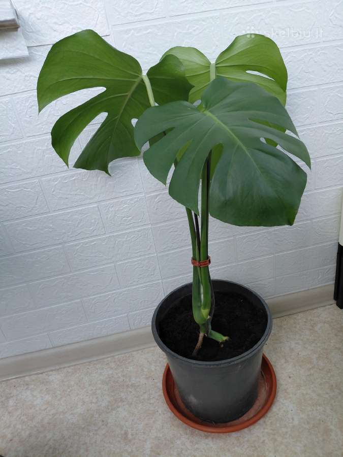 Monstera