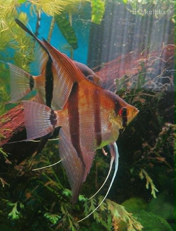 Skaliarai, pseudoaltumai