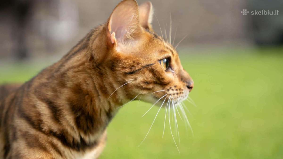 Bengalas su kilmės dokumentais - nuotraukos Nr. 2