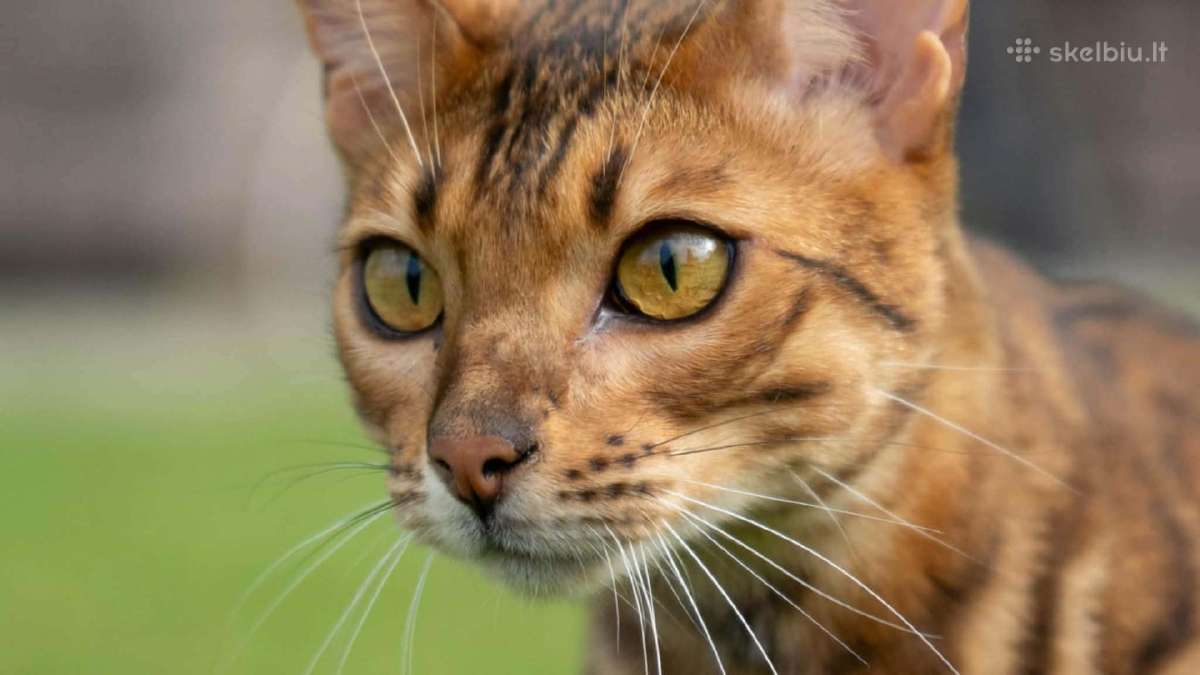Bengalas su kilmės dokumentais - nuotraukos Nr. 3