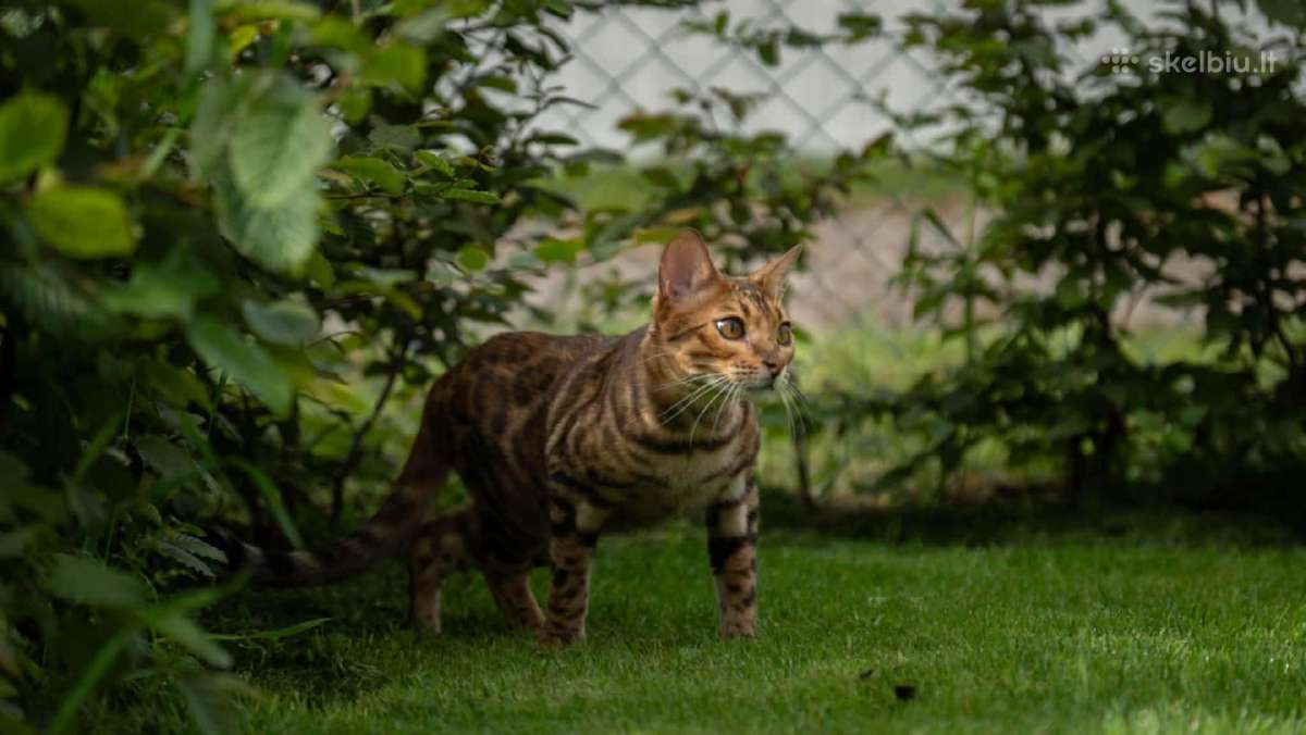 Bengalas su kilmės dokumentais - nuotraukos Nr. 4