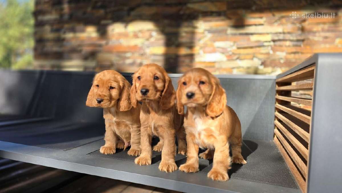 Parduodami Cocker spanieliaus kalytė ir patinukas.