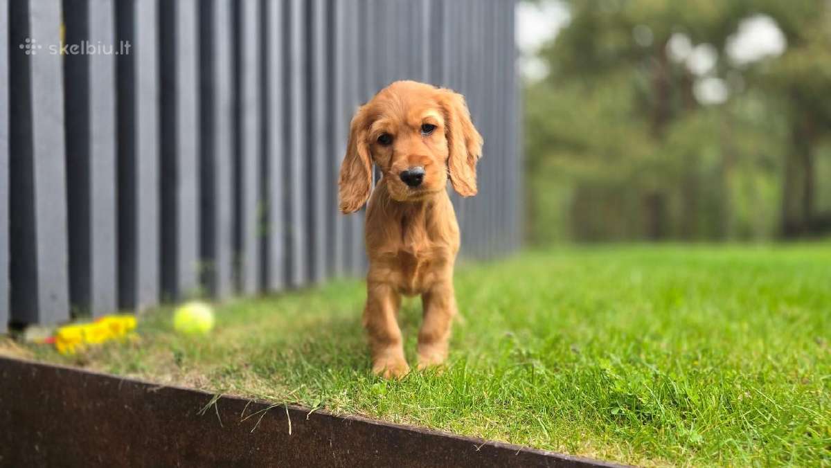 Parduodami Cocker spanieliaus patinukas.
