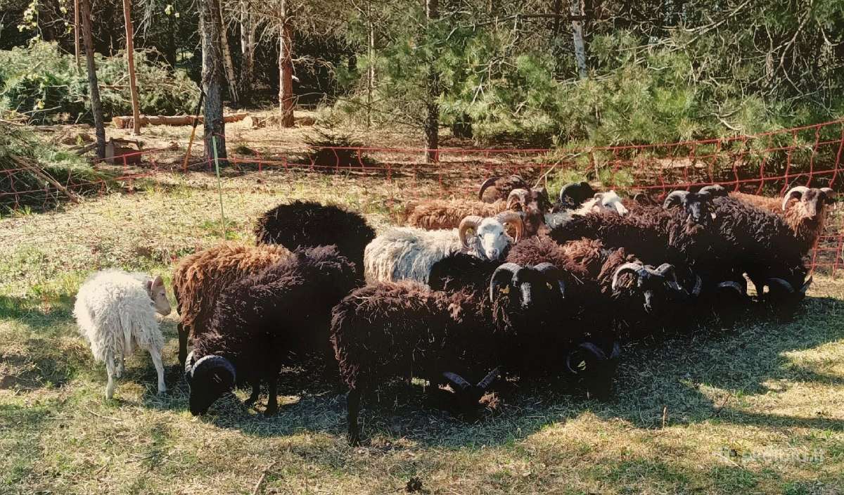 Jaunas avinas skudes parduodamas