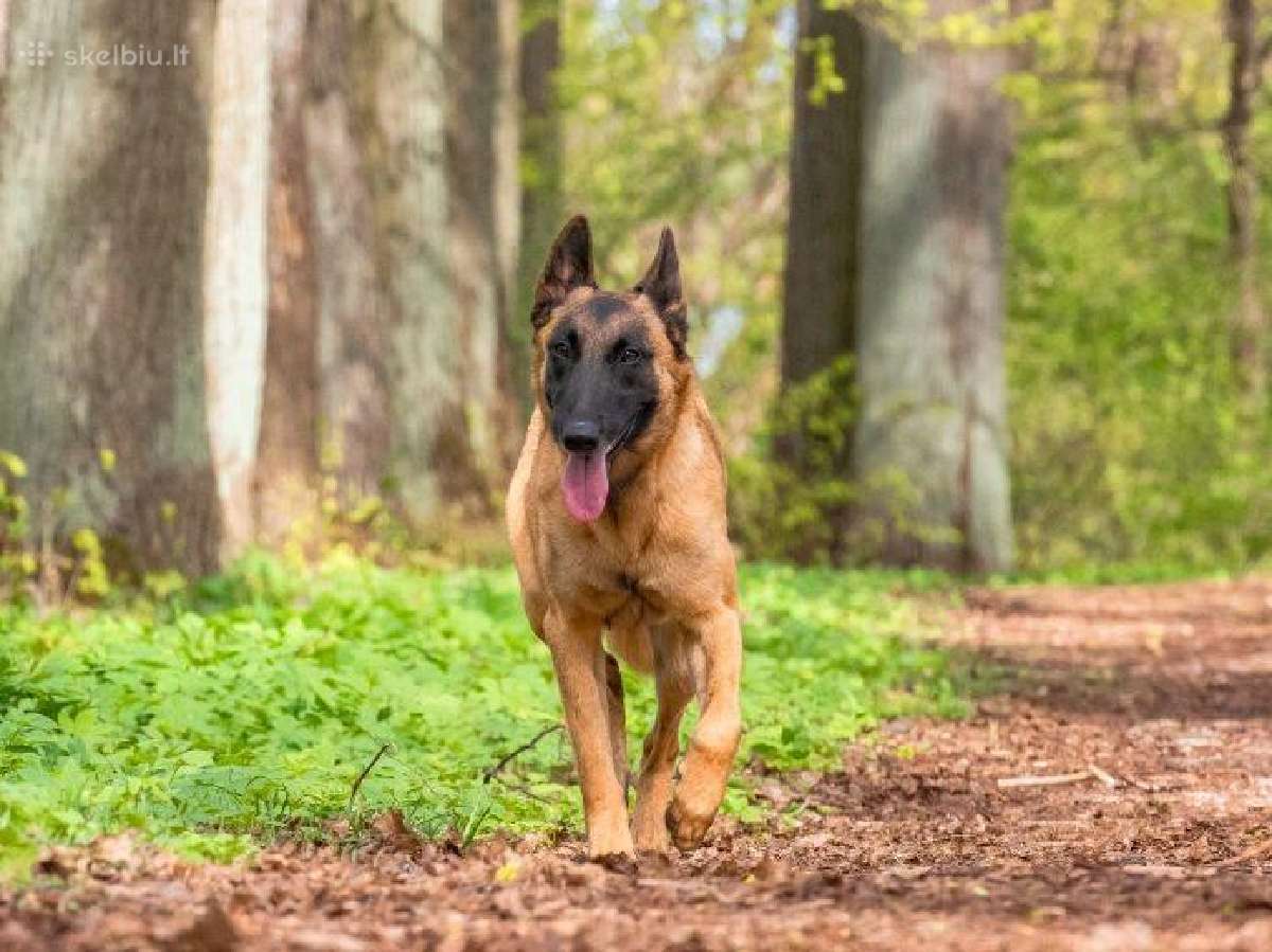 Malinua šuniukai su dokumentais šeimai ir veikloms - nuotraukos Nr. 19
