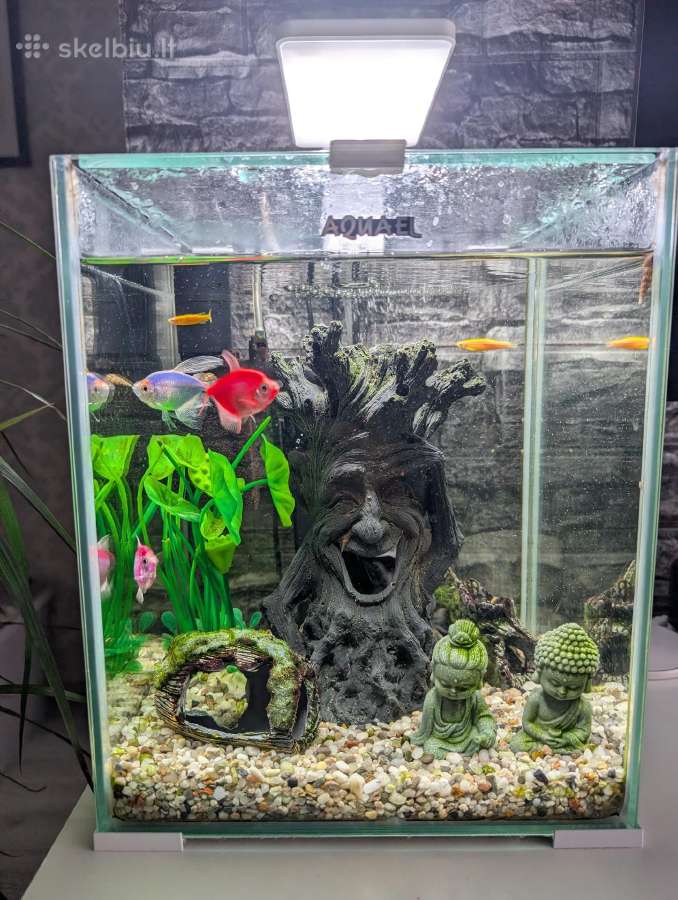 Akvariumas 30l su žuvytėm