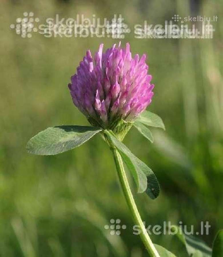 Dobilai, liucerna, motiejukai, svidre, eraicinai